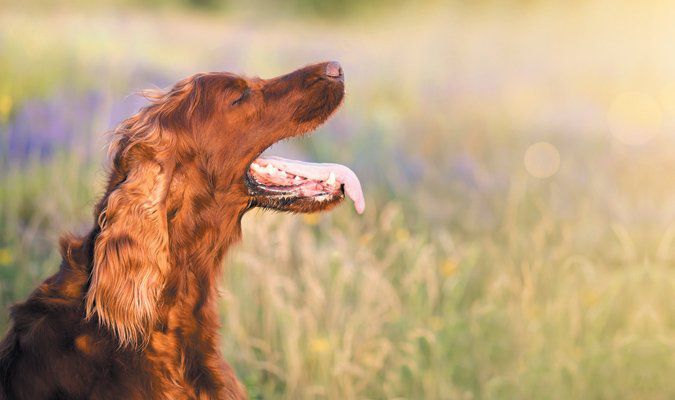 Pes má problémy s dýchaním VETERINAR VETERAS